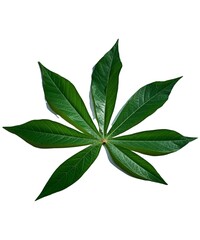 Manihot esculenta Close-up studio shot pile of cassava leaves isolated on white background 2000 × 2400 pixels