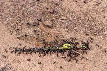 Small black ants feeding on a dead Dragonfly