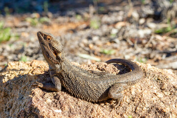 Australian Central Bearded Dragon basking on rock
