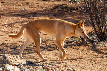 Close up of Australian Dingo