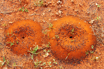Mound nests of the Mulga Ant