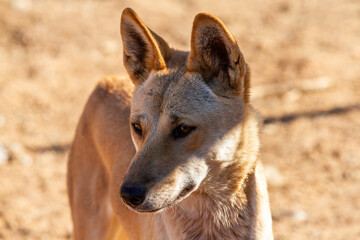 Close up of Australian Dingo