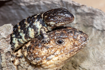 Adult and juvenile Shingle Back Lizard
