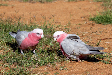Male (L) and Female Pink and Grey Galah's feeding on grass seeds