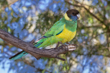 Australian Ringneck Parrot perched in tree