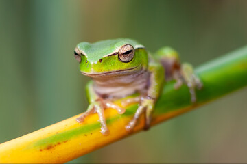 Australian Leaf-green Stream Frog (Litoria phyllochroa)