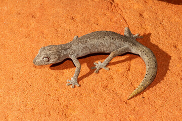 Australian Southern Spiny-tailed Gecko