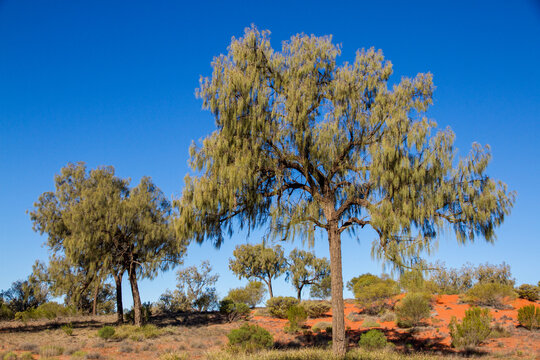 Australian Desert Oak trees Central Australia