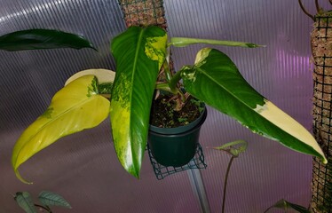 Beautiful yellow and green leaves of Philodendron Domesticum Variegated
