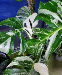 Beautiful variegated leaves of Monstera Albo Borsigiana © Khairil