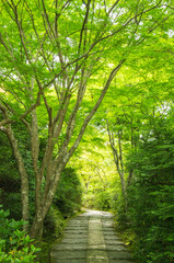 京都嵯峨野　大河内山荘庭園