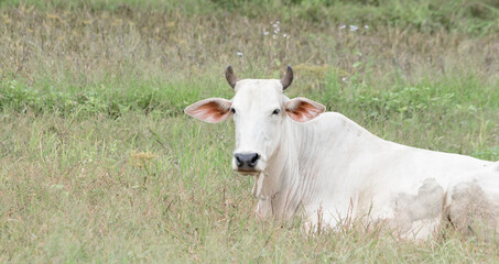 white cow lying on the grass
