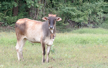 young cow standing on the meadow