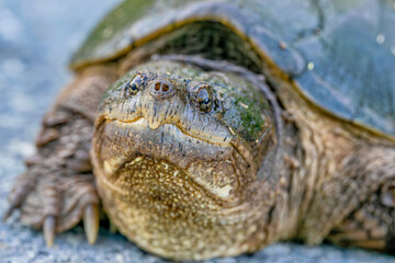 A closeup view a Common Snapping Turtle (Chelydra Serpentina) covered in algae.