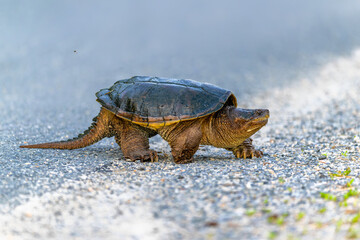 safely crossing the road. Common Snapping turtle. Going on an adventure, escargots exploring the...