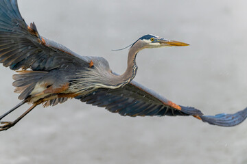 The great blue heron with wings spread out.Close up.The great blue heron in flight on a rainy day.