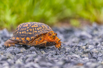 Walking Box turtle. Orange terrapene is crossing the road