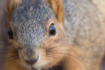 Close up of squirrel