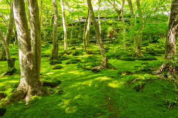 京都嵐山　祇王寺