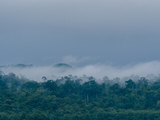 morning fog over nature forest