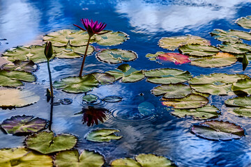 water lily in the pond