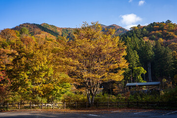 autumn in the park