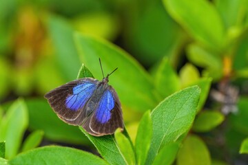 葉っぱにとまってのんびり休憩するムラサキシジミ
