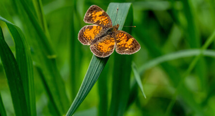 Close-up of a orange and brown brush-footed butterfly that is resting on a blade of grass in the...