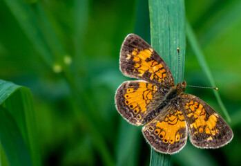 Close-up of a orange and brown brush-footed butterfly that is resting on a blade of grass in the forest on a warm sunny day in June with a blurred green background.