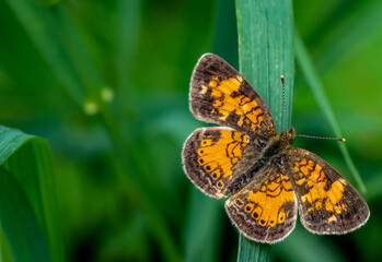 Close-up of a orange and brown brush-footed butterfly that is resting on a blade of grass in the...