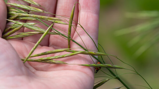 Close-up of a human hand holding a tiny ladybug and the seed pods of a bromegrass plant on a warm sunny day in June with a blurred background.