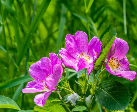 Close-up of the pink flowers on a wild rose plant that is blooming in the tall grass on a warm sunny day in June with a blurred background.