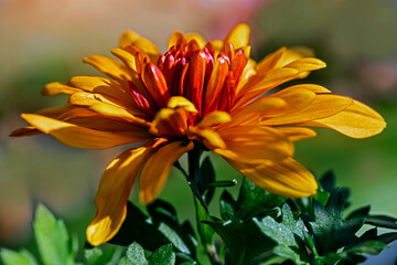 orange flower