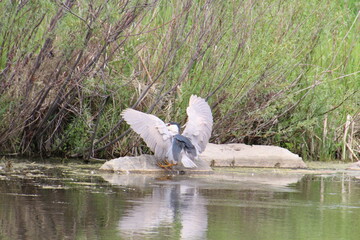 Open Wings Of The Heron, Pylypow Wetlands, Edmonton, Alberta