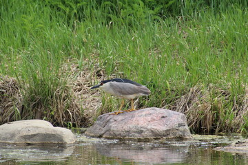 Heron On The Rock, Pylypow Wetlands, Edmonton, Alberta
