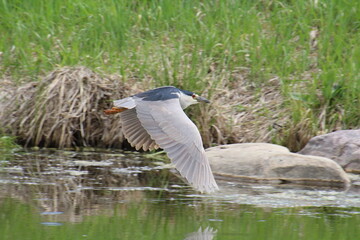 Heron Flying, Pylypow Wetlands, Edmonton, Alberta