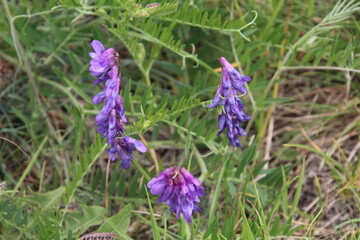 Obraz premium flowers in the wind, Pylypow Wetlands, Edmonton, Alberta