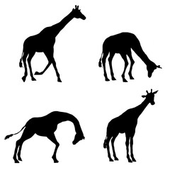 giraffe movements sketch collection vectors