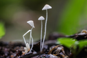 Fresh white little mushrooms growing in Autumn Forest.