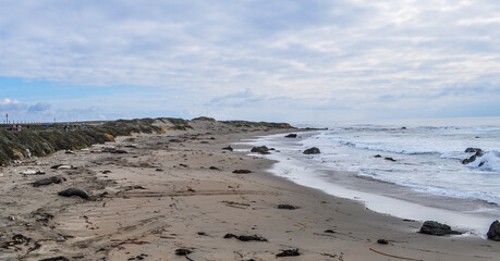 California Beach with Elephant Seals