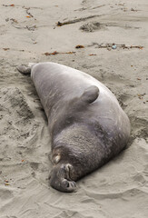 Elephant Seal laying on the beach