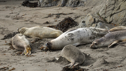 Fototapeta premium Lounging Elephant Seals