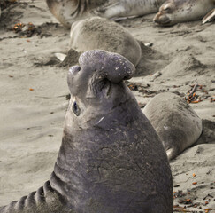 Male Elephant Seal