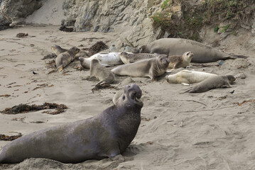 Fototapeta premium Elephant Seals on the Beach