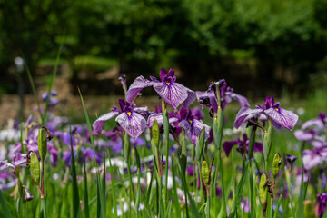Obraz premium 花菖蒲