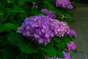 紫陽花