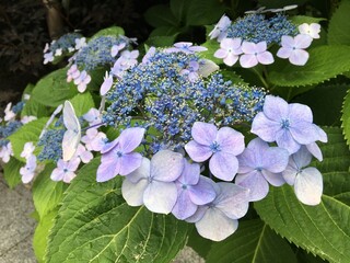 Pale blue-purple hydrangea flowers at the beginning of bloom. 