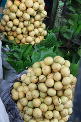 Baccaurea motleyana Stock on shop