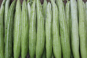 snake gourd stock on shop