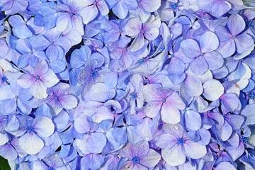 Foto op Canvas This blooming hydrangea looks so pretty © Ultra Tama
